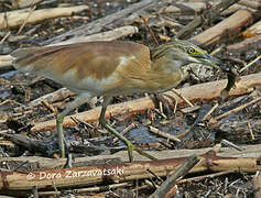 Squacco Heron