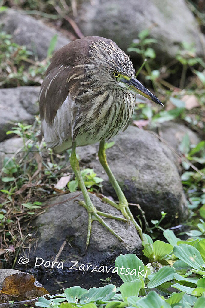 Crabier chinoisadulte, identification