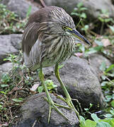 Chinese Pond Heron