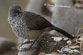 Arrow-marked Babbler