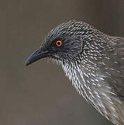 Arrow-marked Babbler