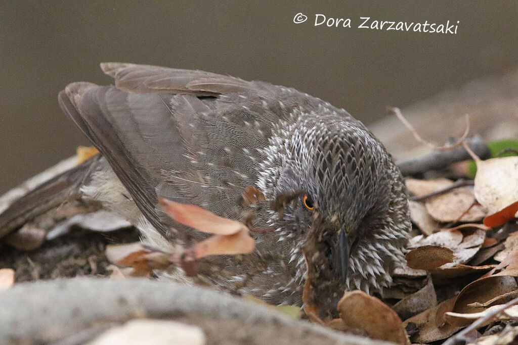 Arrow-marked Babbleradult, feeding habits, eats