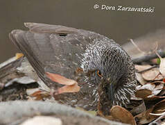 Arrow-marked Babbler