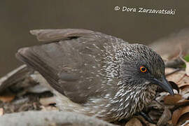 Arrow-marked Babbler