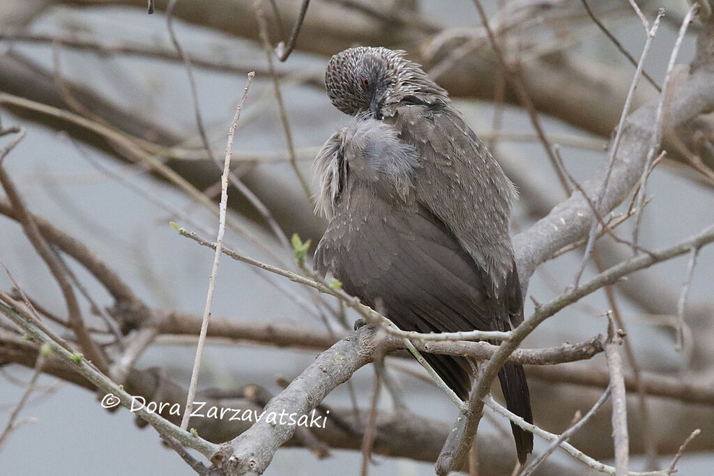 Arrow-marked Babbleradult