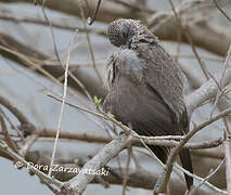 Arrow-marked Babbler