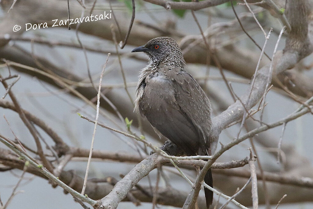 Arrow-marked Babbleradult