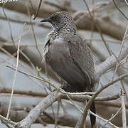 Arrow-marked Babbler