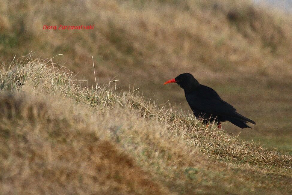 Red-billed Chough