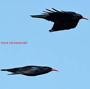 Red-billed Chough