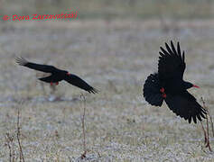 Red-billed Chough