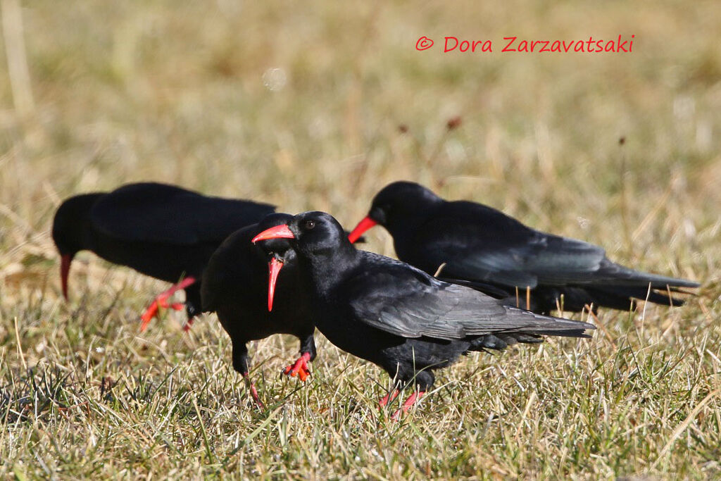 Red-billed Choughadult, walking