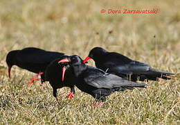 Red-billed Chough