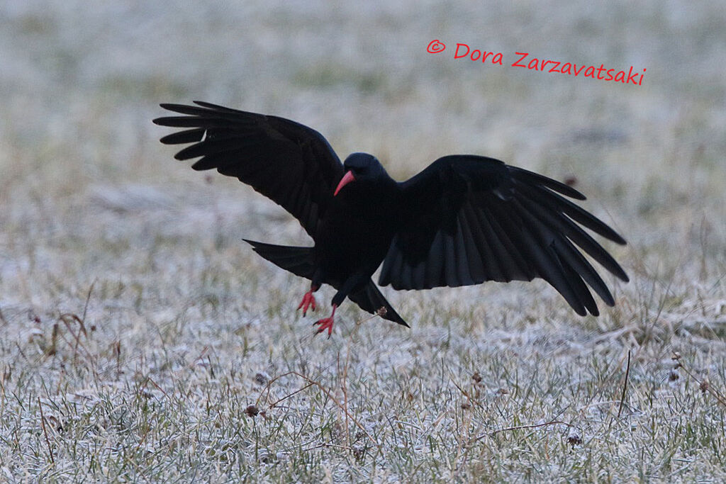 Red-billed Chough