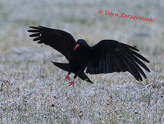 Red-billed Chough