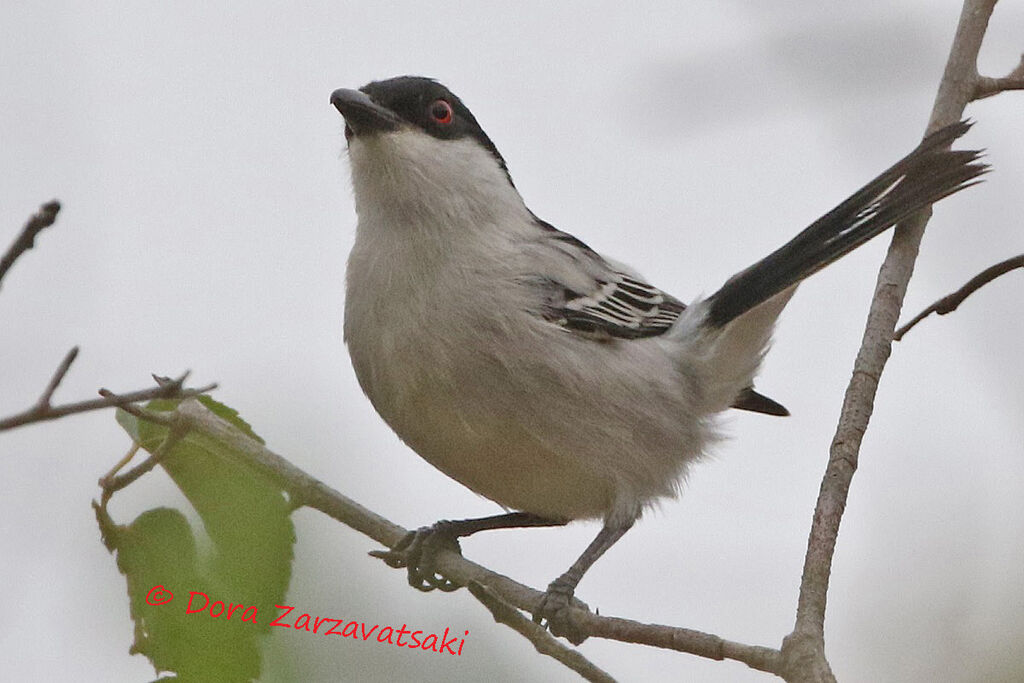 Black-backed Puffback male adult