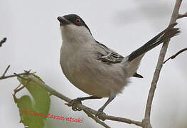 Black-backed Puffback