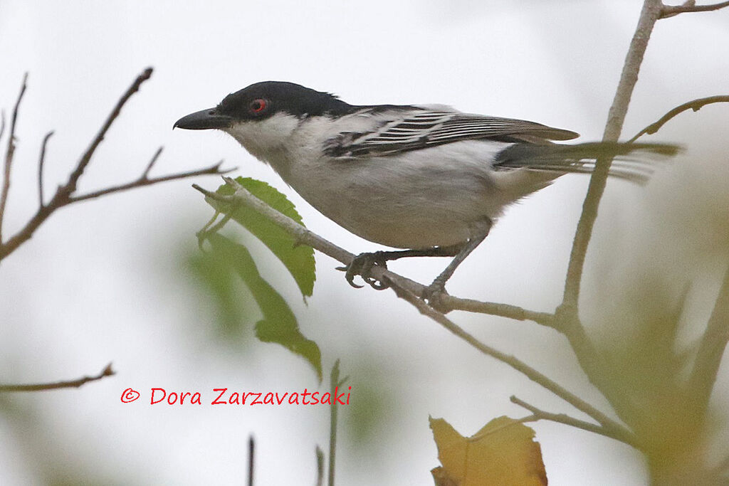 Black-backed Puffback male adult