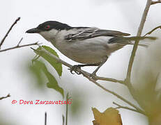 Black-backed Puffback