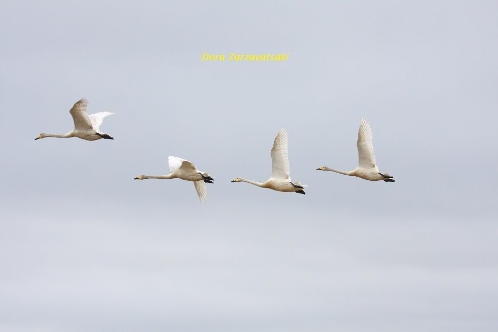 Whooper Swan