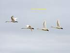 Cygne chanteur