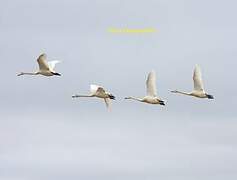 Whooper Swan