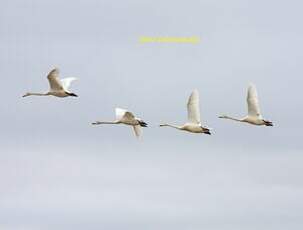 Cygne chanteur