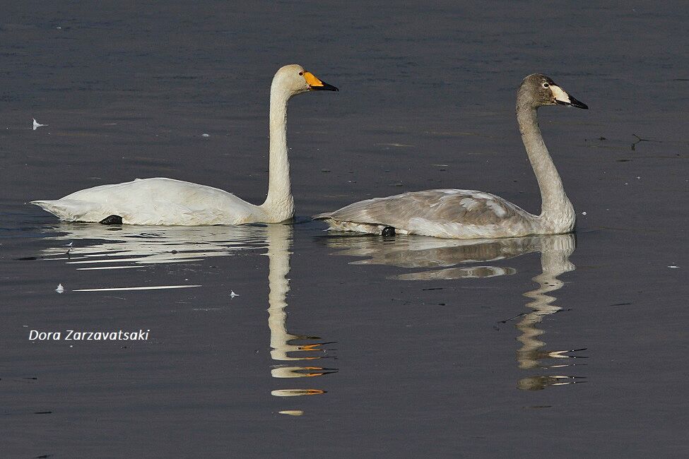 Cygne chanteur1ère année, nage