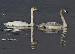 Whooper Swan