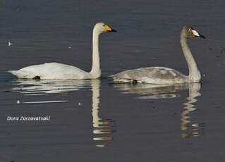 Cygne chanteur