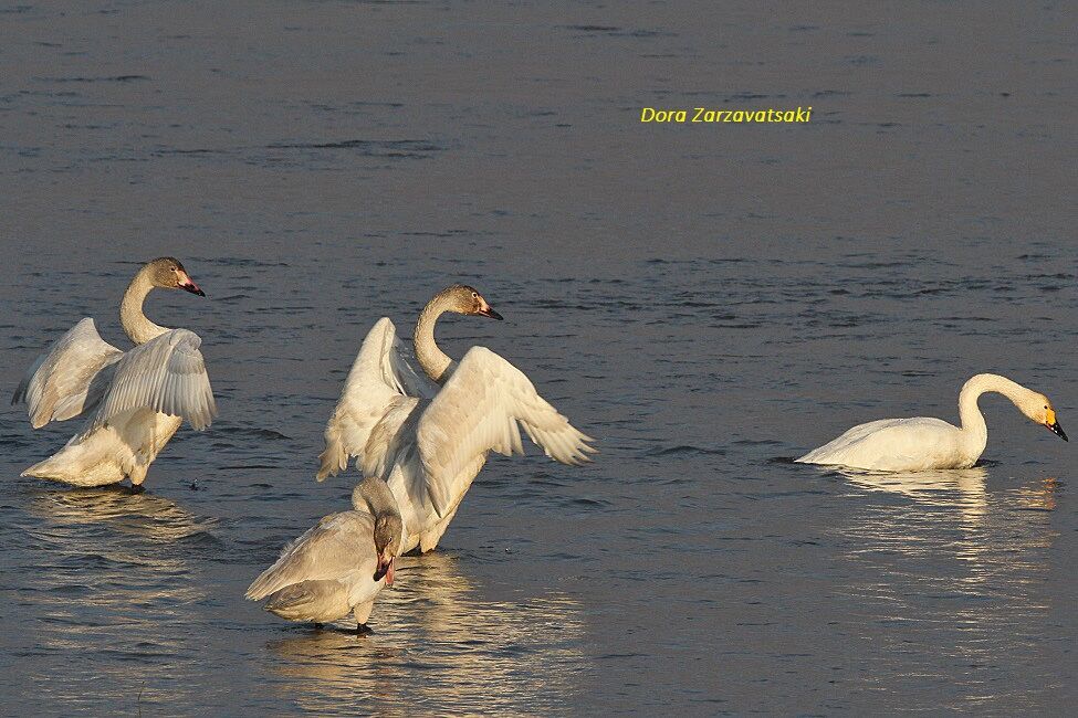 Tundra Swan