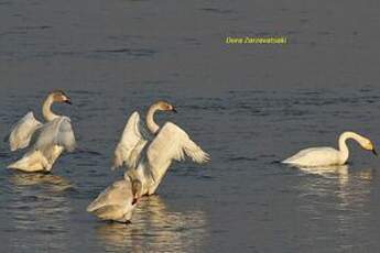 Cygne de Bewick