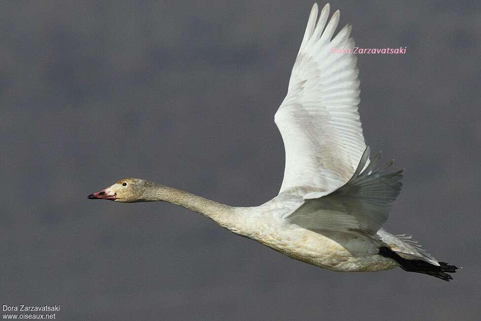 Cygne de Bewick1ère année, pigmentation, Vol