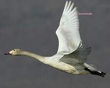 Tundra Swan