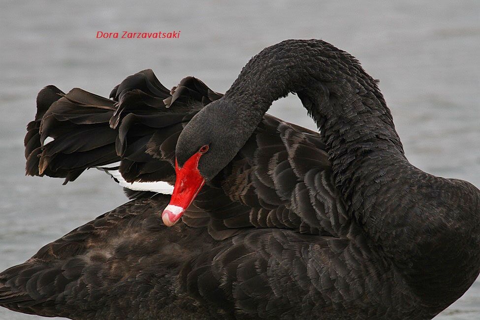 Black Swan