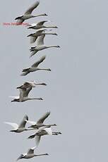 Cygne tuberculé