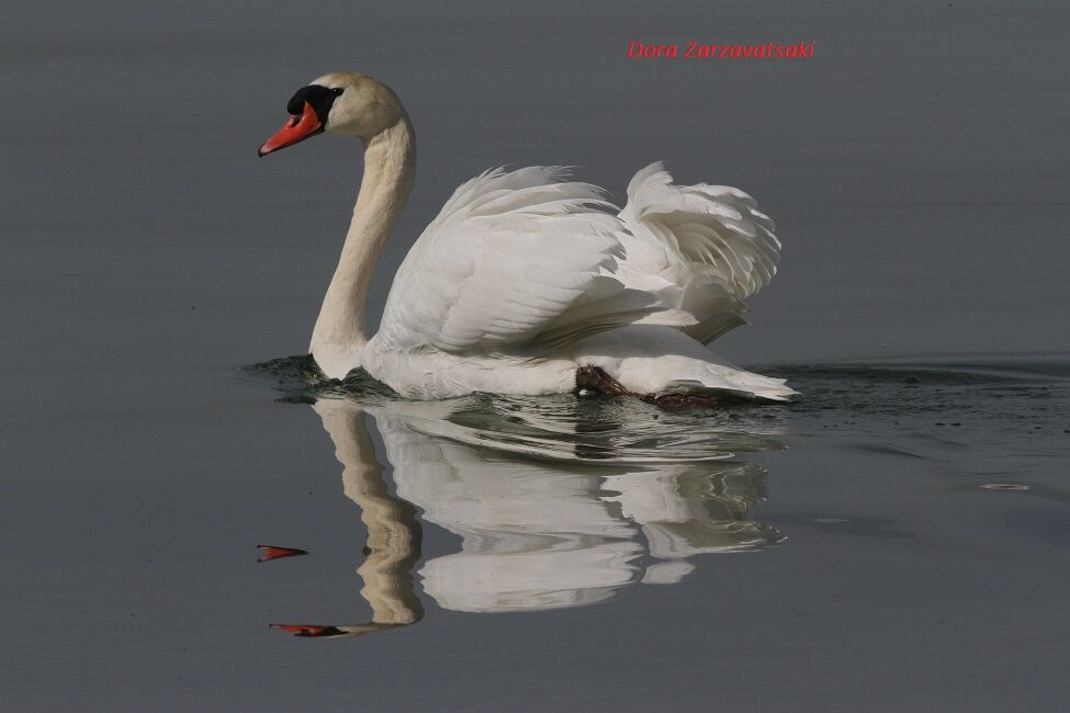 Mute Swan