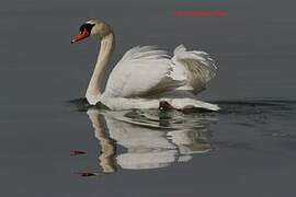 Mute Swan