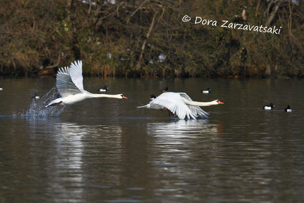 Mute Swan