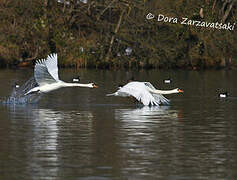 Mute Swan