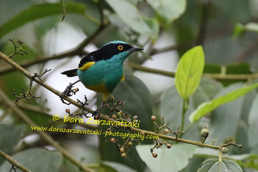 Dacnis à plumets jaunes mâle adulte, identification