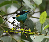 Yellow-tufted Dacnis