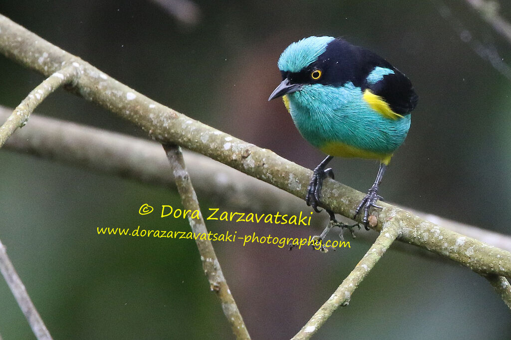 Dacnis à plumets jaunes mâle adulte, identification