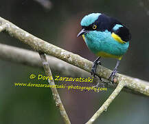 Yellow-tufted Dacnis