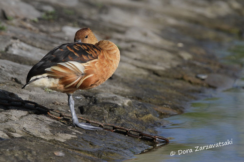 Fulvous Whistling Duck