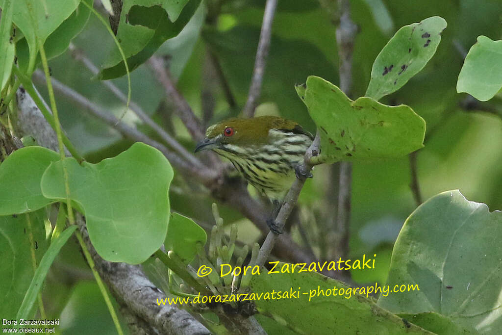 Yellow-vented Flowerpeckeradult, close-up portrait