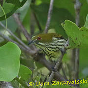 Yellow-vented Flowerpecker