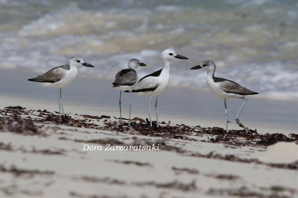 Crab-plover