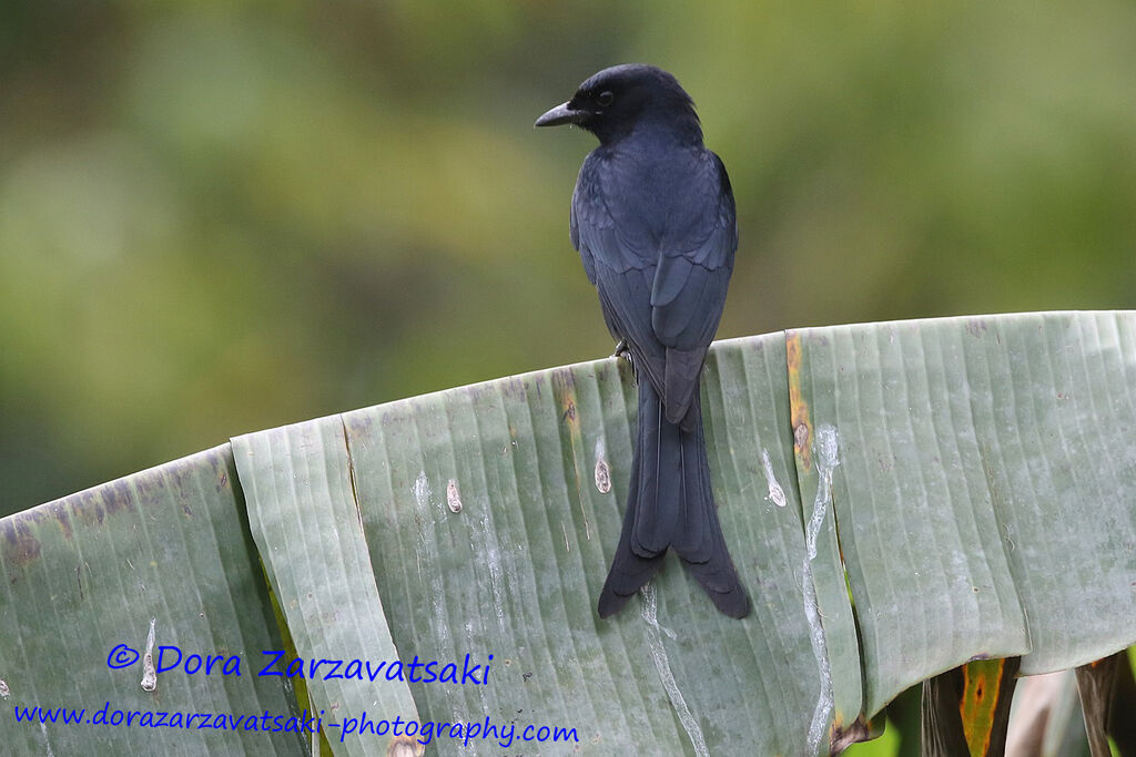 Drongo bronzéadulte, identification