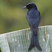 Bronzed Drongo